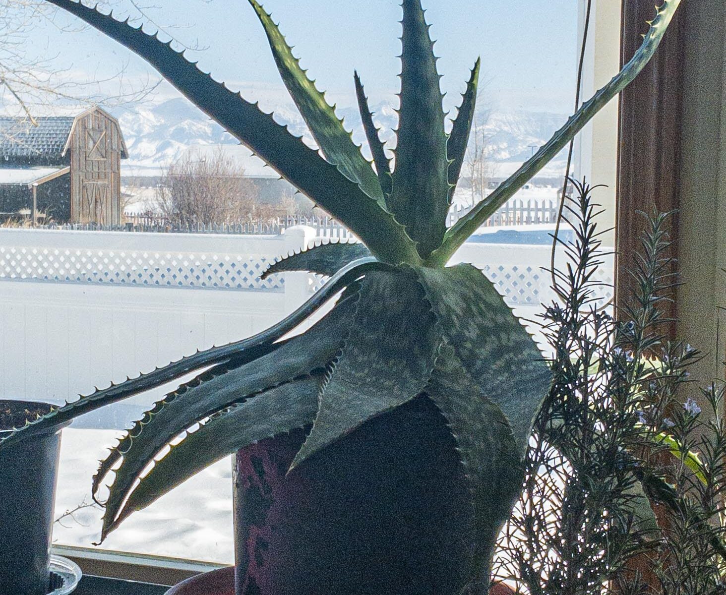 Large Aloe in Window