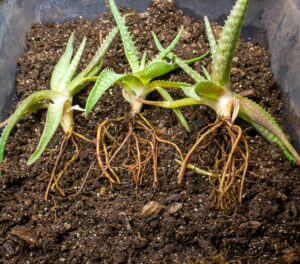 Aloe offset roots trimmed