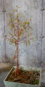 Bald Cypress Pre-bonsai