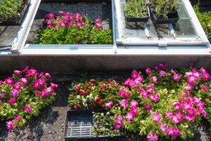 Cold Frame with Petunias