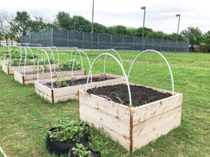 Raised beds with hoops for frost protection