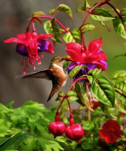 Hummingbird on Fuchsia