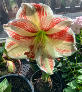 Single Amaryllis bloom, red and white
