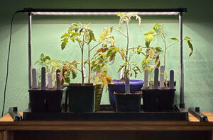 Grow light with tray